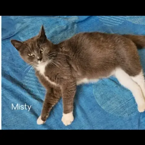 Misty photo 3