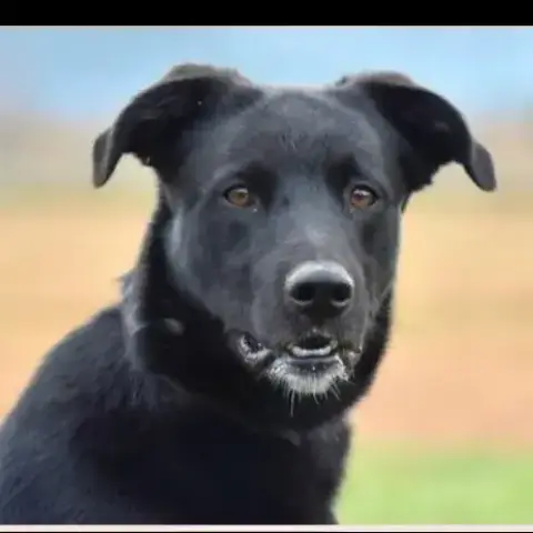 Jet