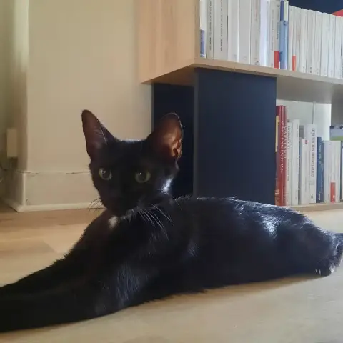 Typh photo 3