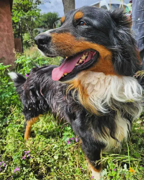 Racaillou