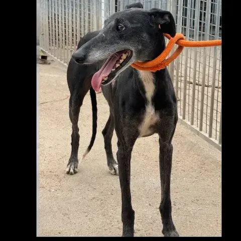 Ohio Galgo photo 2