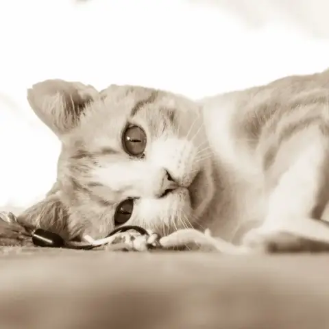 Penny photo 3