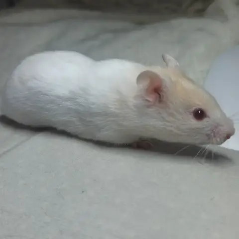 Perle