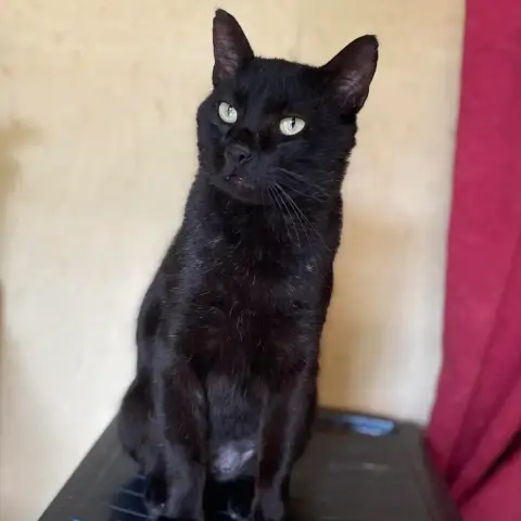 Jo
