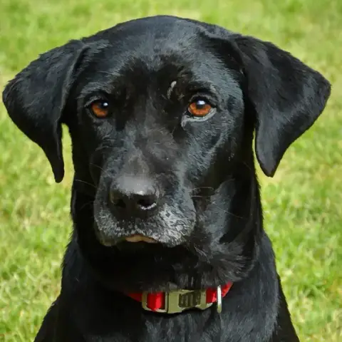 Kaala photo 3