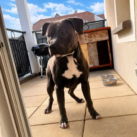 Snoop
