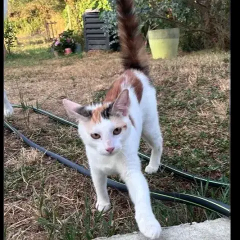 Chatkira photo 2