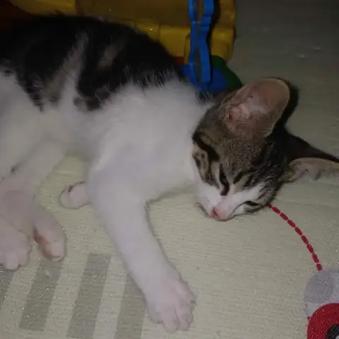 Baya photo 2