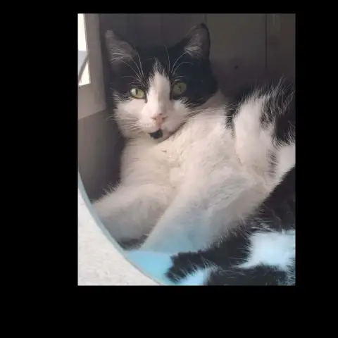 Loki