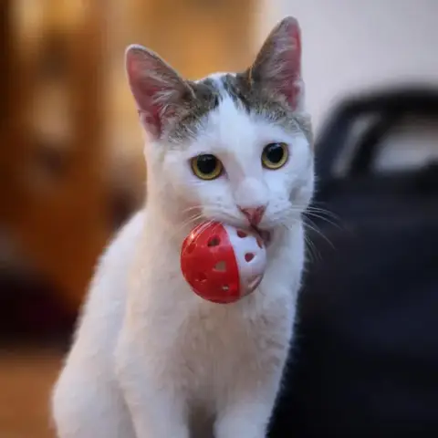 Rocket