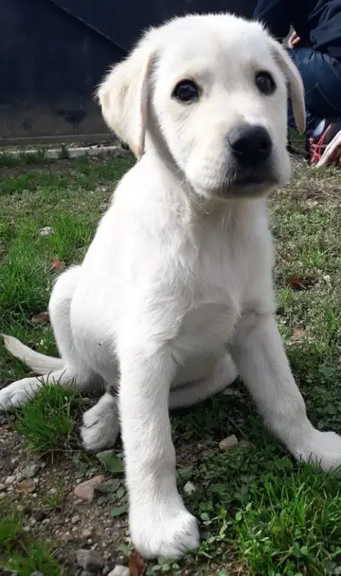 Sultan
