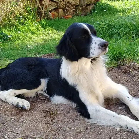 Viggo