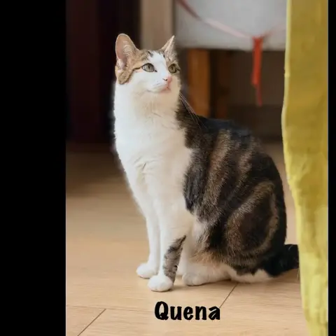 Quena photo 2