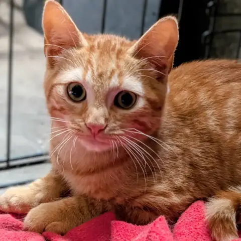 Marcelin