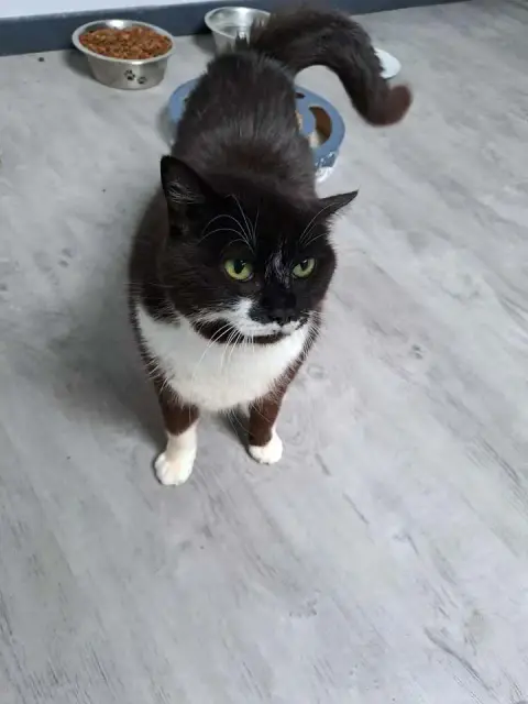 Maya