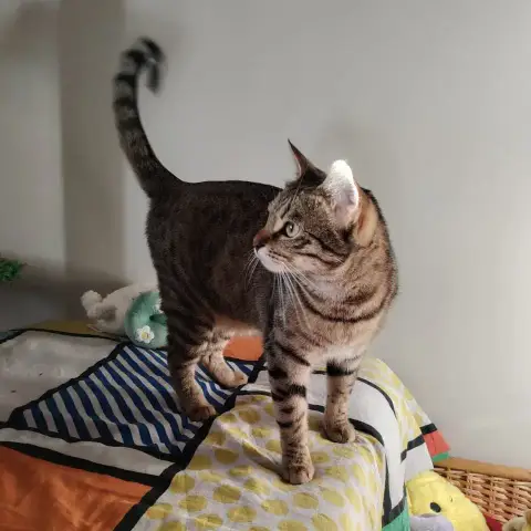 Mia
