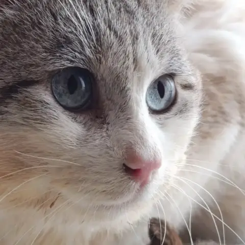 Polaire