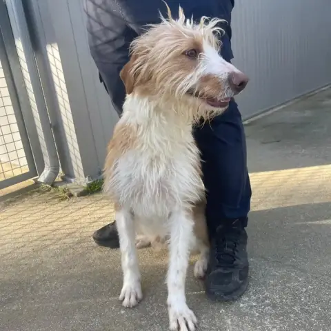 Spike