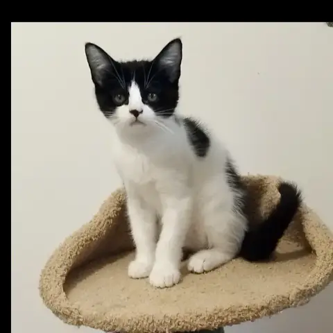 Moosh photo 3