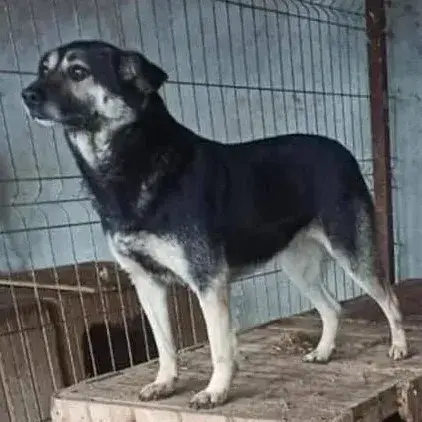 Maya