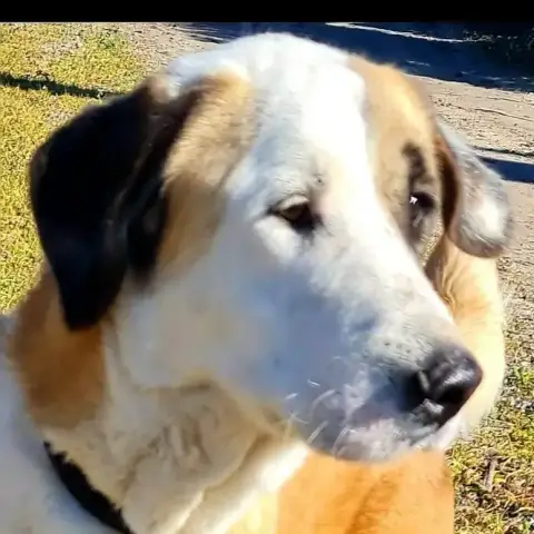Samson