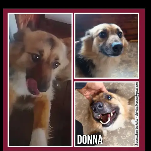 Donna