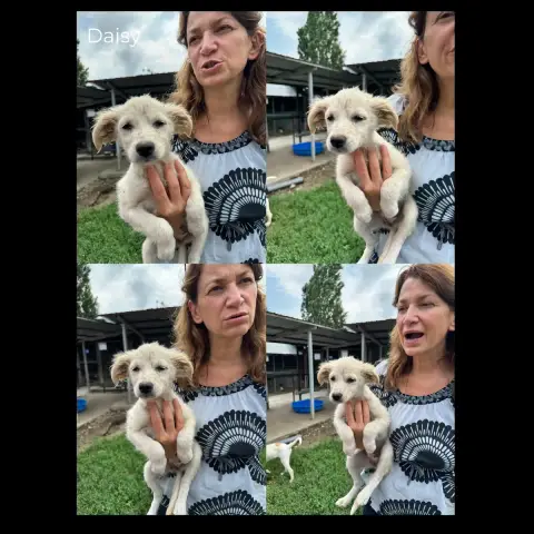 Daisy