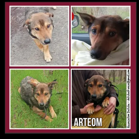 Arteom