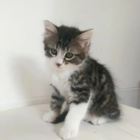 Bob