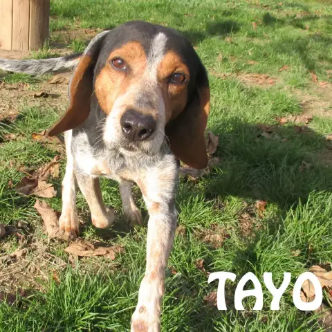 Tayo