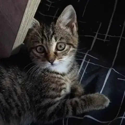 Mante photo 2