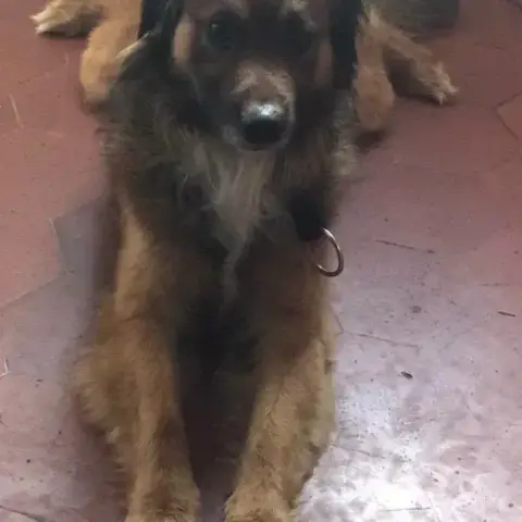 Baloo photo 2