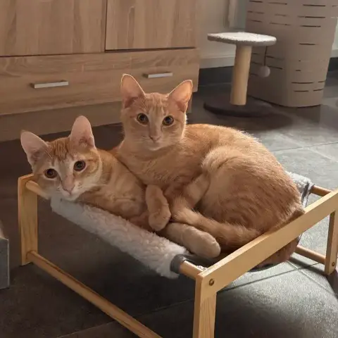Arry Et Arthur