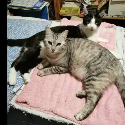 Api Et Aëlita photo 2