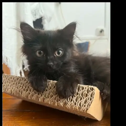 Kira photo 2