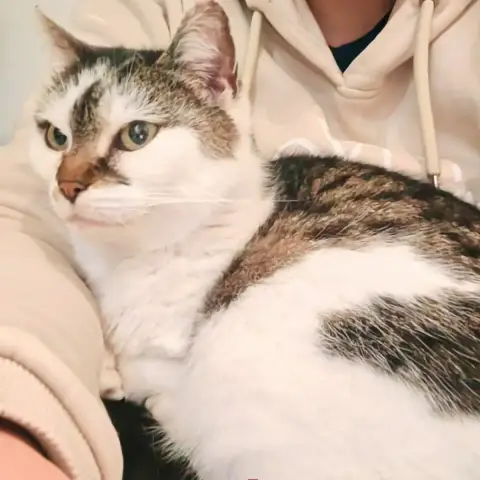 Béryl