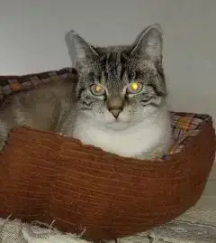Pia