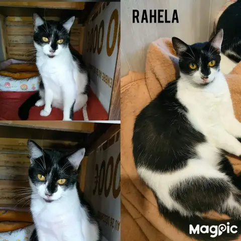 Rahela