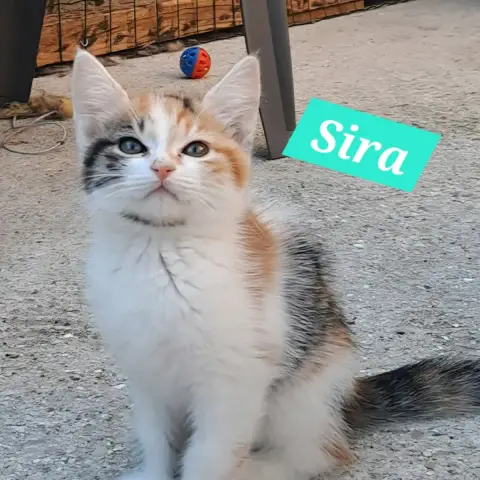 Sira