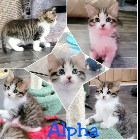 Alpha