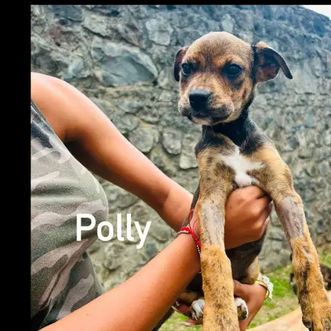 Polly