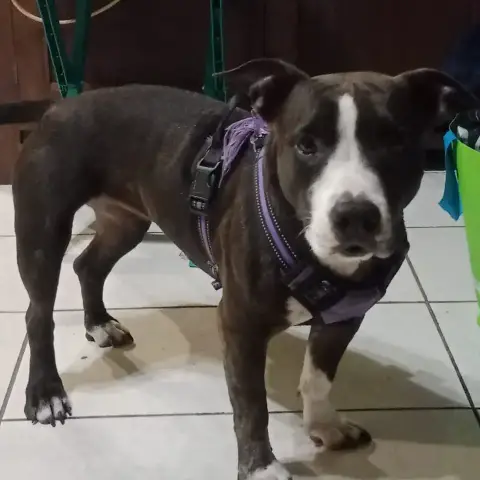 Carpette