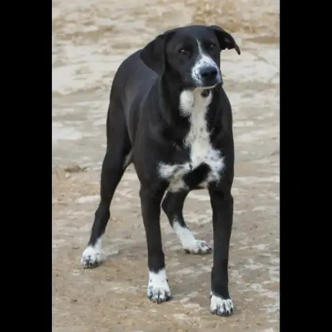 Zitouna photo 3