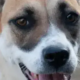 Bambie