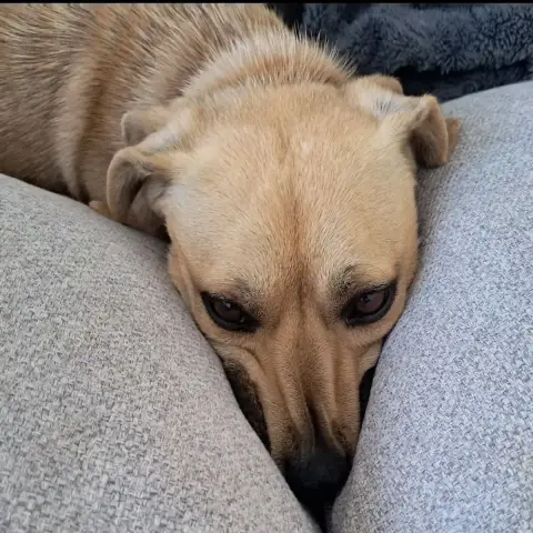 Baya