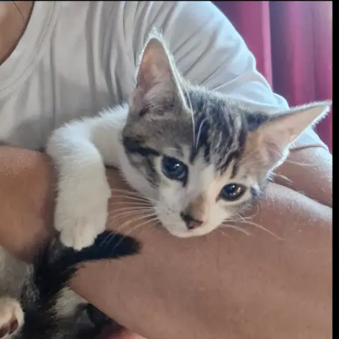 Bella
