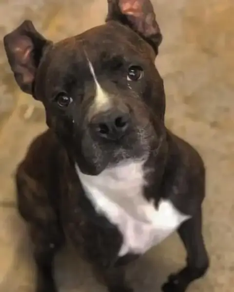 Brasco