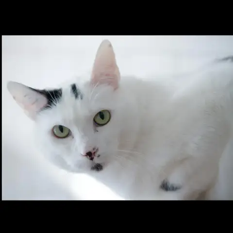 Oggy