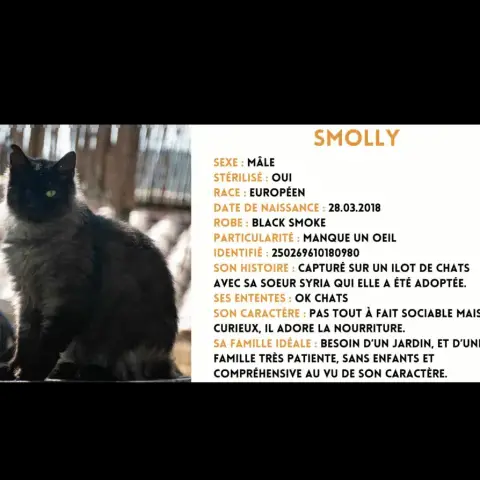 Smolly