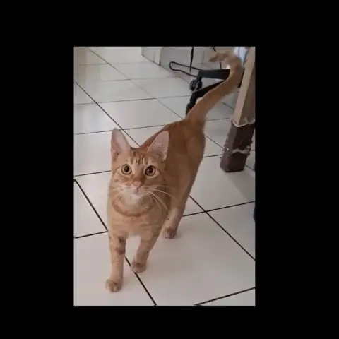 Praline